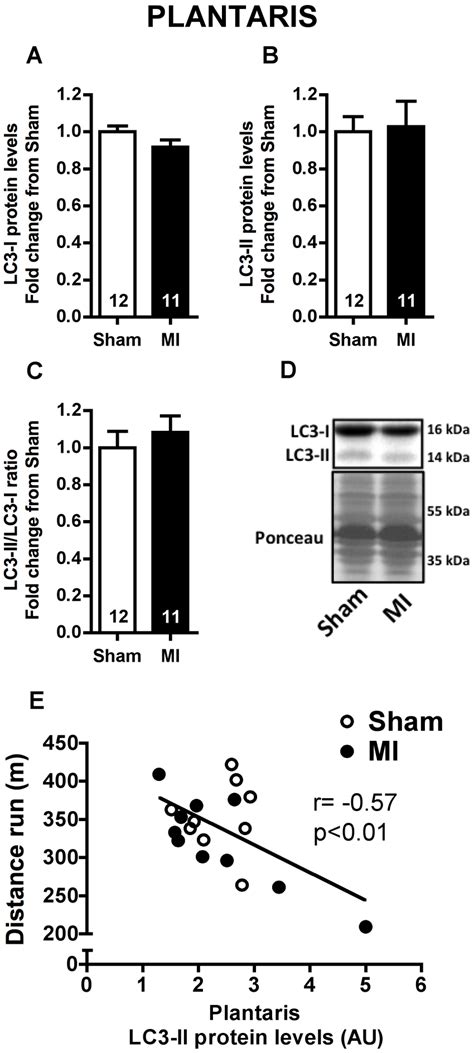 Autophagic Marker In Plantaris Muscle Plantaris Lc3 I A And Lc3 Ii