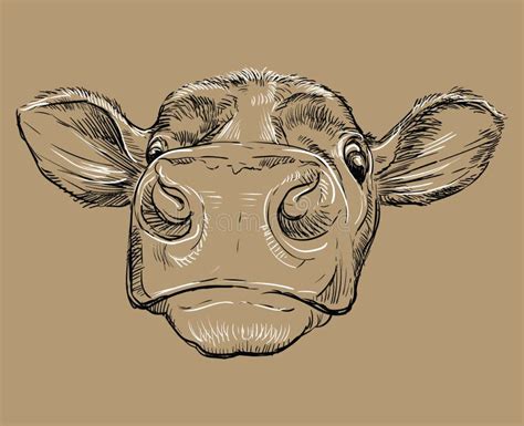 Testa Di Disegno A Mano Di Toro Illustrazione Vettoriale