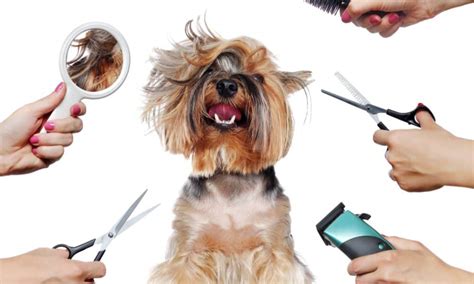 The Best Dog Grooming Tools (And How to Use Them)