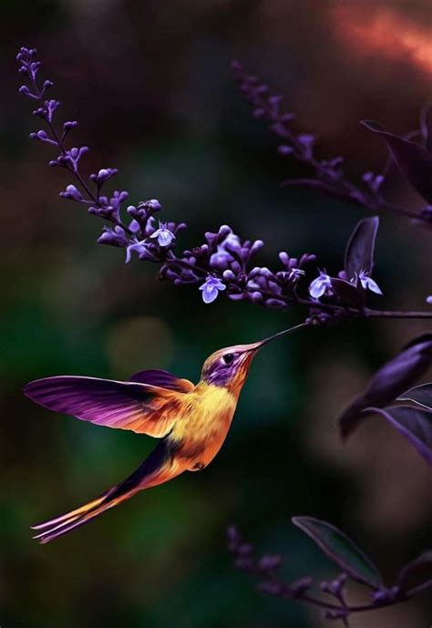 Hummingbirds inspire authors with their vibrant and captivating nature ...