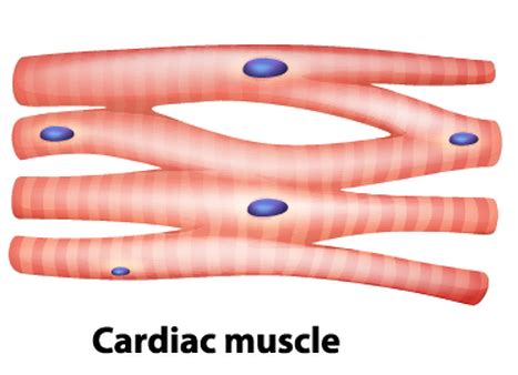 Muscle Tissue - SCIENTIST CINDY