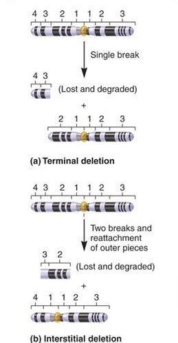 Part Chromosome Variation Flashcards Quizlet