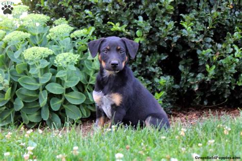 Brooke - Blue Heeler Mix Puppy For Sale in Pennsylvania