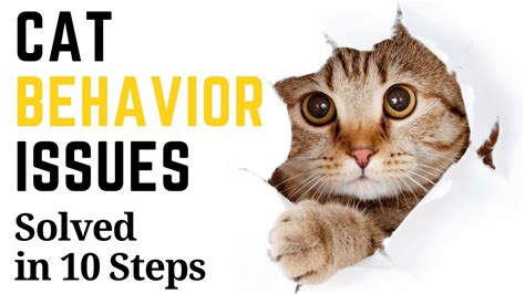 Solving Common Feline Behavior Issues in 10 Easy Steps! - YouTube