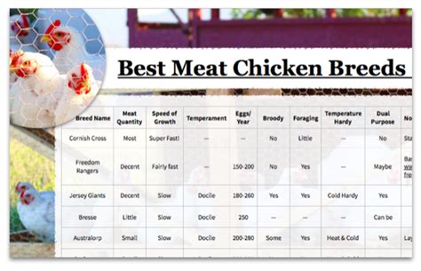 Best Meat Chickens Chart