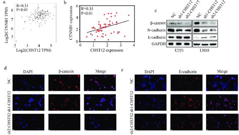 Knockdown Of Chst Inhibited The Activation Of Wnt Catenin Pathway