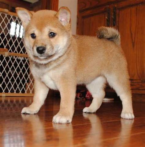 REGALO CACHORROS SHIBA INU PARA LA ADOPCIÓN