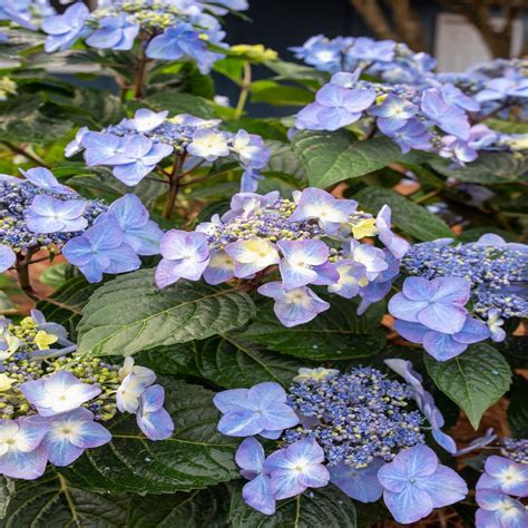 Hydrangea Macrophylla Pop Star Endless Summer Big Leaf Siteone