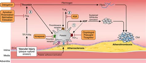 Combination Antiplatelet And Oral Anticoagulant Therapy In Patients