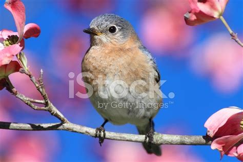 Eastern Bluebird Stock Photo | Royalty-Free | FreeImages