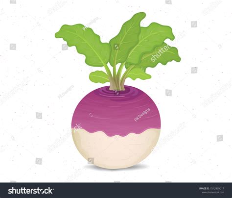 Turnips Stock Illustrations Images And Vectors Shutterstock