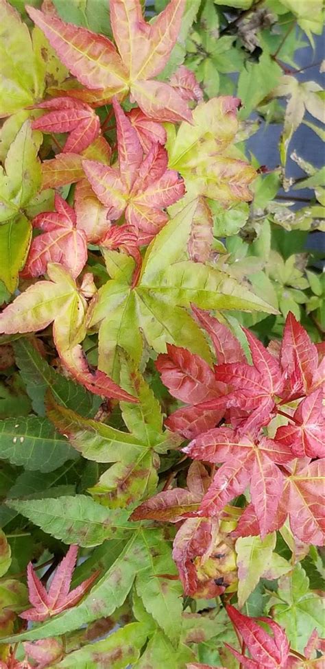 Chishio Improved Japanese Maple Maples N More Nursery