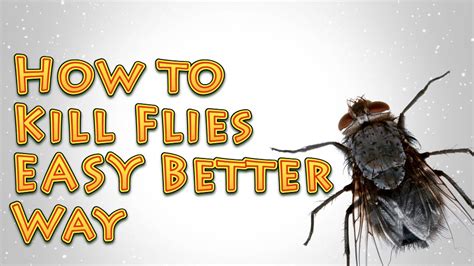 How To Kill Flies A Better Easy Way Youtube