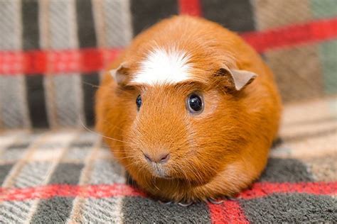 Guinea Pig Breeds Archives - Guinea Pig Care Guide | The Guinea Pig Guide