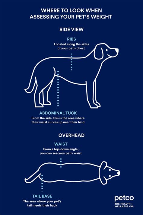 How to Tell if Your Dog is Overweight | Petco