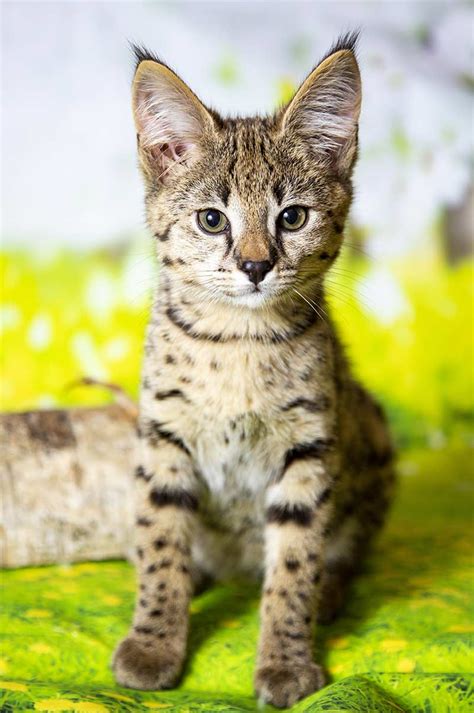 Do Savannah Cats Make Good House Pets - Pets Retro