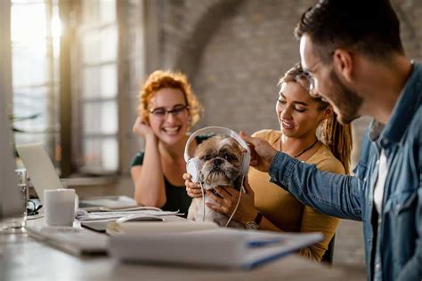 Pourquoi souscrire à une assurance pour votre animal est elle une bonne