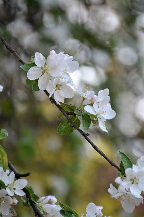 Flor Planta Árbol Foto gratis en Pixabay Pixabay