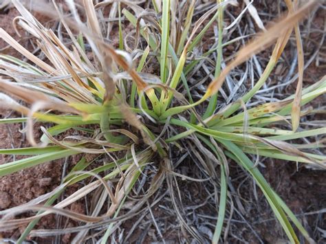 Aluno De Agronomia Efeito De Imazapyr Em Plantas De Capim Amargoso