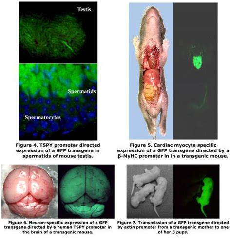 Green Fluorescent Protein In Transgenic Mice Laulab