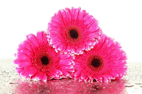 Premium Photo Beautiful Pink Gerbera Flowers Isolated On White