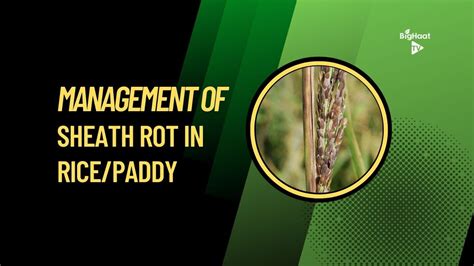 Management Of Sheath Rot In Ricepaddy Youtube