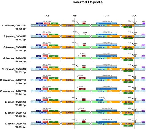 Frontiers Comparative Chloroplast Genome Analysis Of Sambucus L