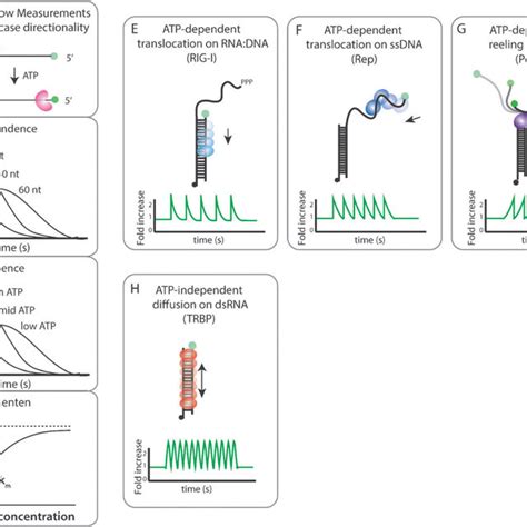 A Schematic For Stopped Flow Measurements Substrate Length B And