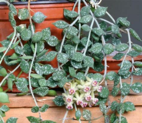 Hoya Curtisii Care Grow And Maintenance Tips Garden Go Time