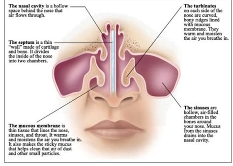 Copy Respiratory System Lesson Respiratory Tract Copy Flashcards