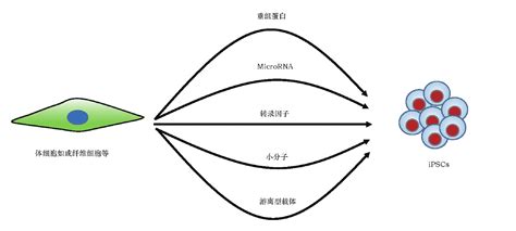 十二、体细胞去分化或重编程为多能性干细胞 再生医学 医学