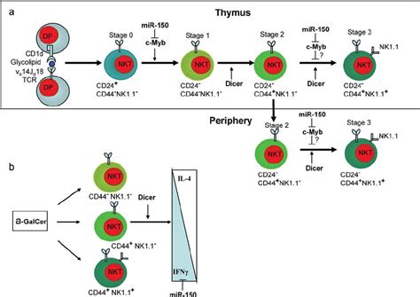 Micrornas Mirnas Regulate Invariant Natural Killer T Inkt Cell