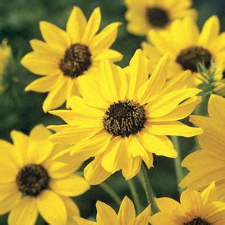 Sunny Babe Sunflower Seeds From Seedsdiscount 00963 PK P1 2 36 Seedsdiscount