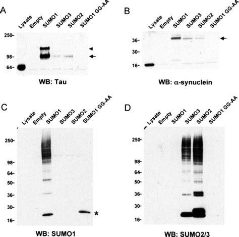 Small Ubiquitin Like Modifier SUMO Modification Of Natively Unfolded