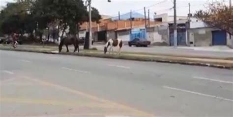 Moradores Flagram Cavalos Soltos Em Ruas Do Bairro Vit Ria R Gia V Deo