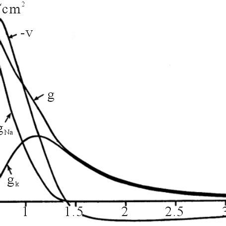 The squid giant axon. The giant axon is a very large (up to 1 mm in ...