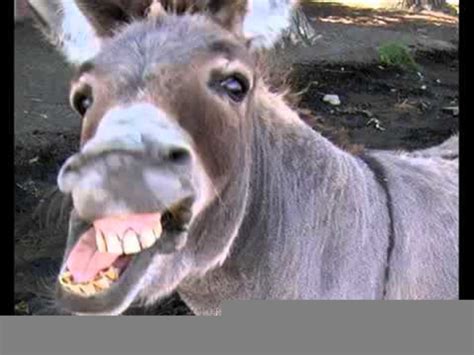 Donkey Laughing Gif ~ Funny Animal Gifs | Giblrisbox Wallpaper