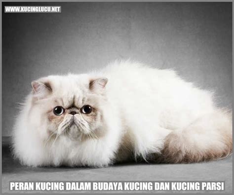 Kucing Dan Keunikan Kucing Parsi Kucing Lucu Net