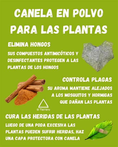 Beneficios Y Usos Del Vinagre Para Cuidar Tus Plantas Artofit