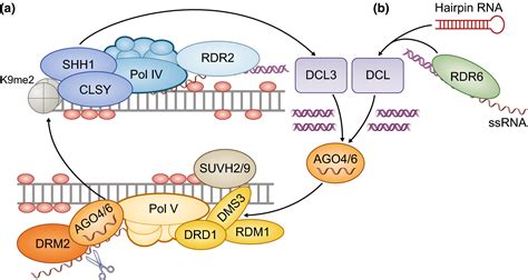 Dna Methylation In Plants Mechanisms And Tools For Targeted