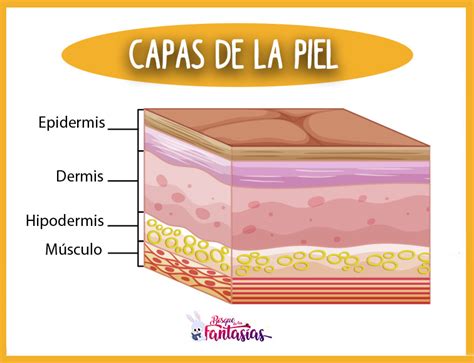 LA PIEL Qué es la piel sus funciones y capas principales