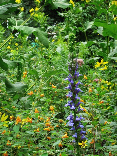 Great Blue Lobelia (Lobelia siphilitica) | Accent on Natural Landscaping