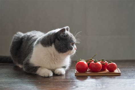 Can Cats Eat Tomatoes Can They Enjoy These Fruity Veggies