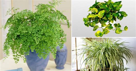 Plants That Grow Without Sunlight Best Plants To Grow Indoors