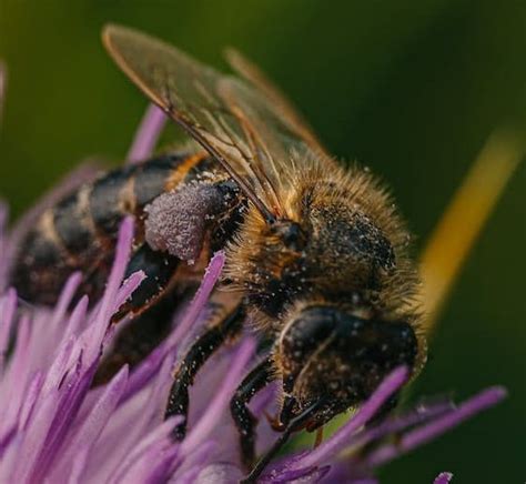 Exploring The Anatomy Of A Bee - Beekeeping 101