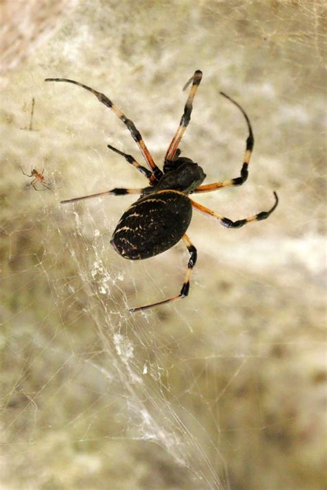 African Hermit Spider From Juiz De Fora MG Brasil On September 3