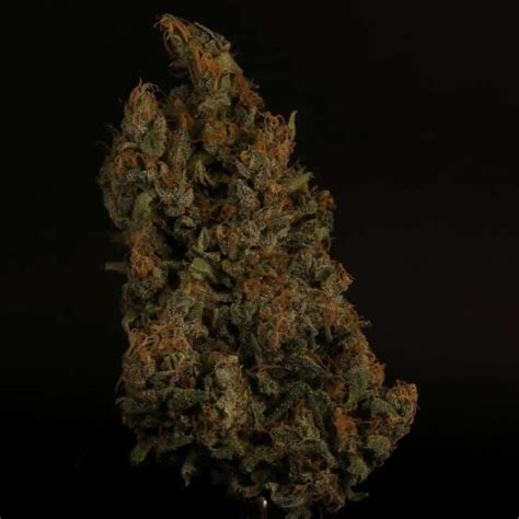 Dirty Martini Autoflower Strain Info Dirty Martini Autoflower Weed By