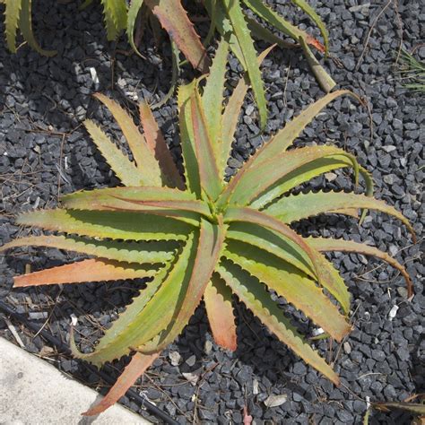 Semillas De Acíbar Aloe Candelabro Aloe Arborescens Precio €400