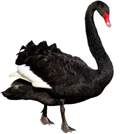 Download Black Swan Isolated Backgroundpng