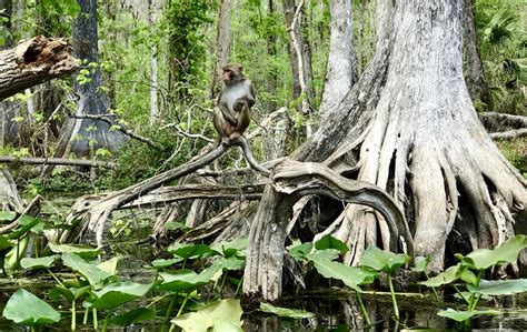 Silver Springs State Park Famous Spring Plus Cabins Hiking History